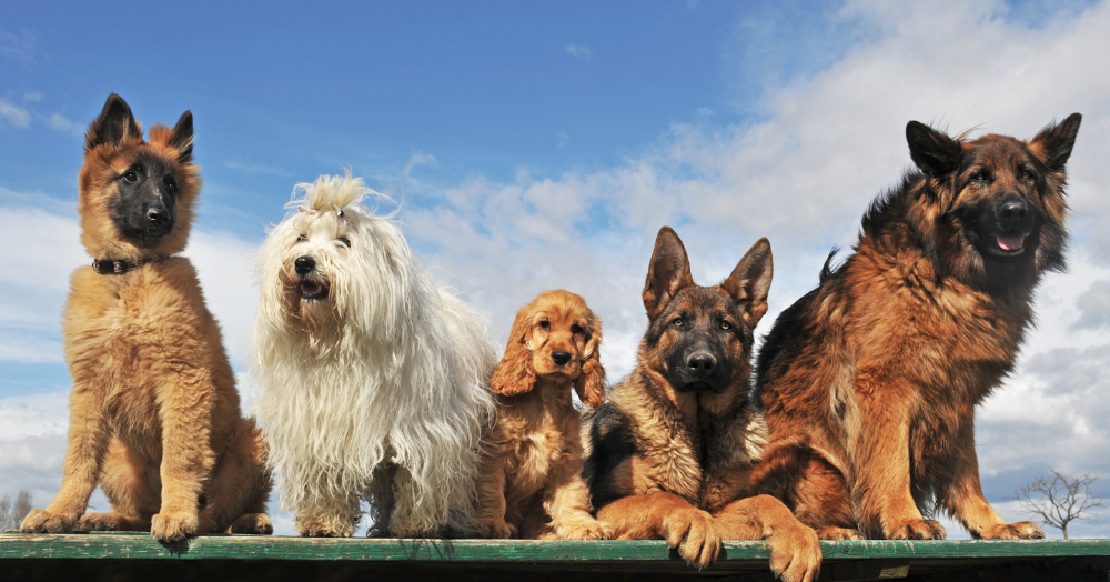 Can I say 'No' to pets?