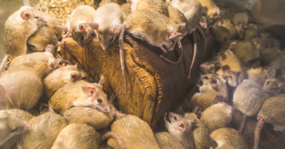 Pest issues faced in rental properties – who’s responsible? Common pests and how to avoid them.