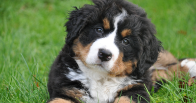 UK Governments revised model tenancy agreement means landlords can't blanket ban  pets.