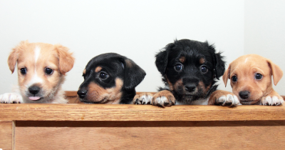 Landlords: Worried About the Pet Clause in the Renters’ Rights Bill? Can you say no?