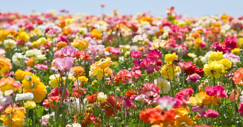 ๐ฟ๐ธ Sustainable Gardening Tips for you to Action Now๐ธ๐ฟ