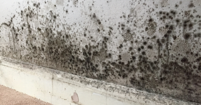 Who’s responsible for mould in a rental property – the landlord or the tenant?