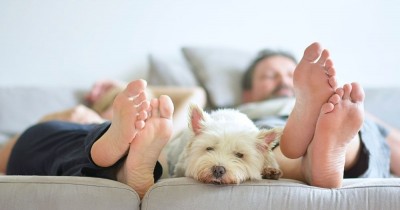Dog-centric home renovations you won’t regret when it’s time to sell