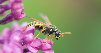 Who is responsible for dealing with a wasp nest - the tenant or the landlord?