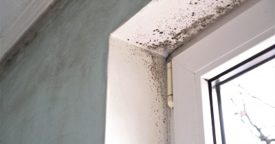 Stop Black Mold From Ruining Your Home: Essential Tips for Prevention