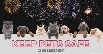 How to Keep Your Pets Safe on Bonfire Night