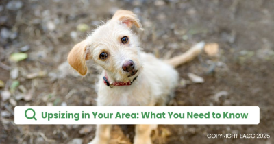 What Type of Upsizer Are You? Find Out Here