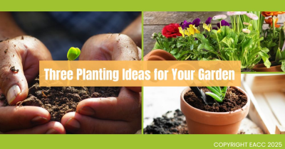 Three Things to Do This Weekend for a Great Garden This Year