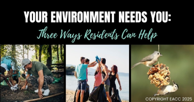 Three Ways to Do Something Great for Your Local Environment