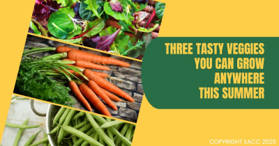 Three Tasty Veggies You Can Grow Anywhere This Summer