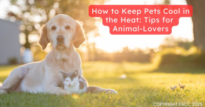 Keep Cool and Carry On: How to Protect Your Pets from Heatstroke