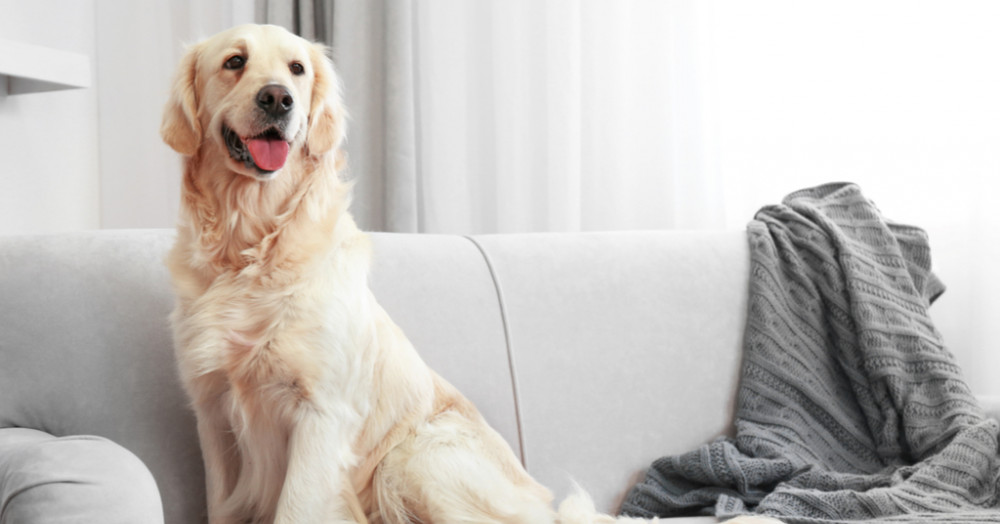 Are you a homeowner with pets and planning to sell your property?
