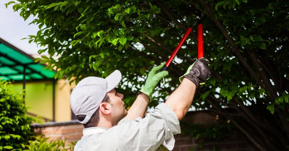 Can you cut the branches hanging over from a neighbour's tree?
