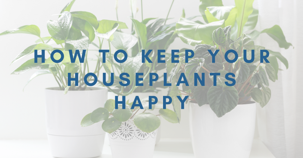 How to keep your houseplants happy