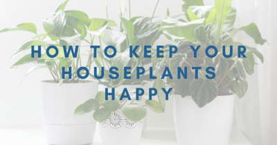 How to keep your houseplants happy