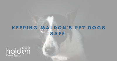 Keeping Maldon's Pet Dogs Safe