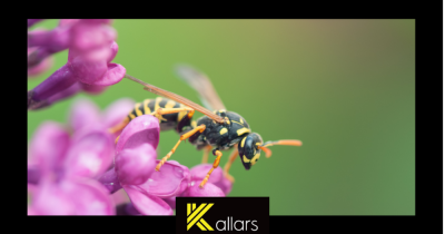 Who is responsible for dealing with a wasp nest - the tenant or the landlord?