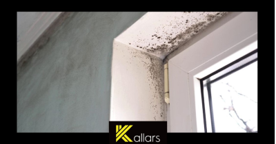 Stop Black Mold From Ruining Your Home: Essential Tips for Prevention