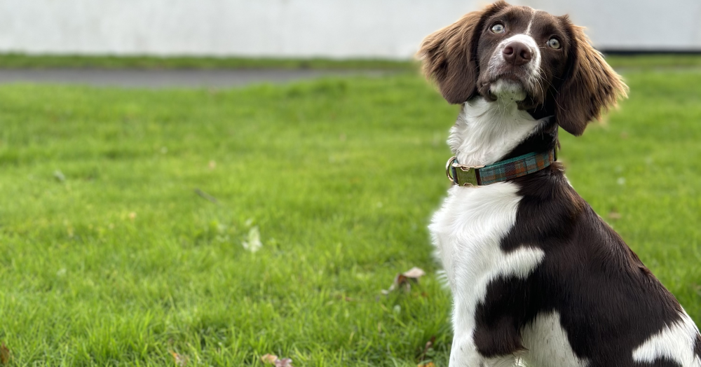 Are You A Homeowner With Pets And Planning To Sell Your Property?