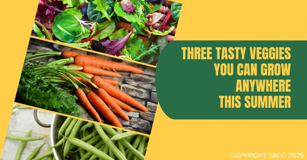 Three Summer Vegetables You Can Grow at Your Plymouth Home