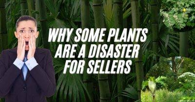 Why Some Plants Are a Disaster for Culcheth Sellers