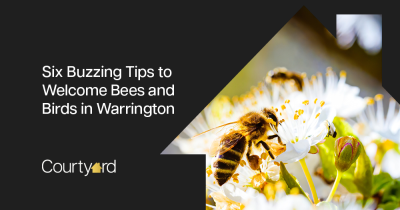 Six Buzzing Tips to Welcome Bees and Birds in Warrington
