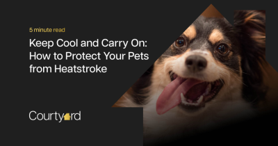 Keep Cool and Carry On: How to Protect Your Pets from Heatstroke