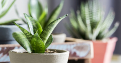 5 hard-to-kill houseplants for low light apartments