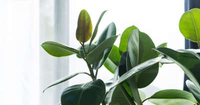 5 houseplants that will purify the air in your home