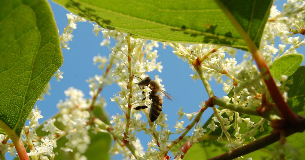 Japanese Knotweed: Identifying and Eradicating This Invader Efficiently