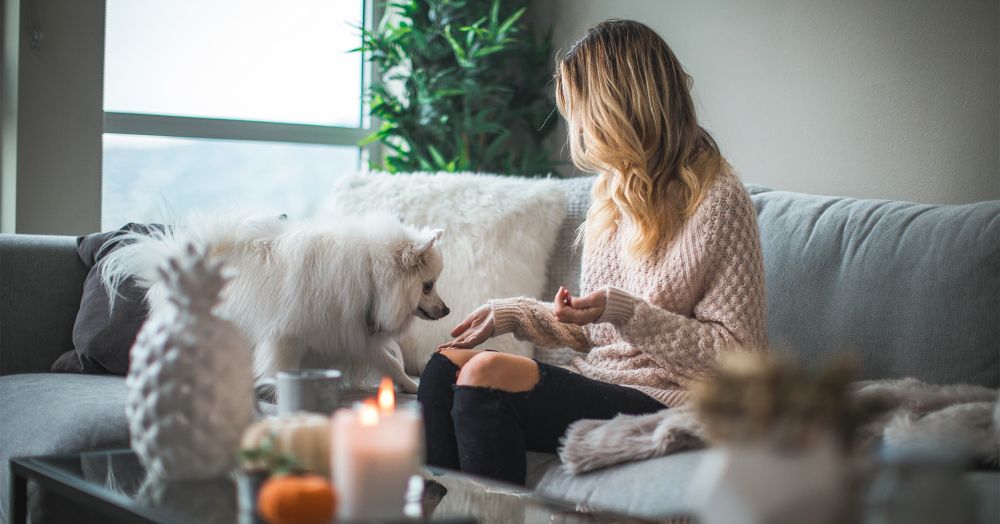 Complete landlord's guide to lets for pets