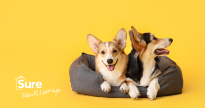 Renting with Pets in Hemel Hempstead