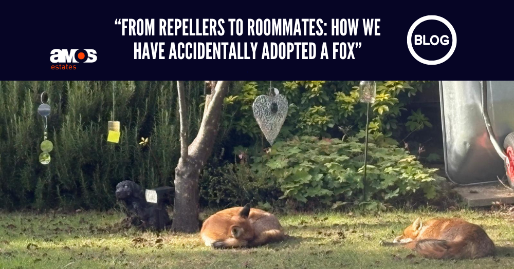 From Repellers to Roommates: How We Accidentally Adopted Freda and her on-off boyfriend, Fred