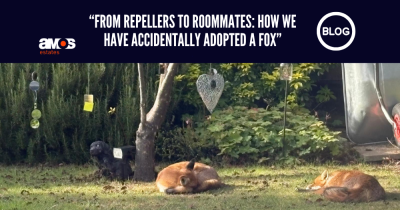 From Repellers to Roommates: How We Accidentally Adopted Freda and her on-off boyfriend, Fred
