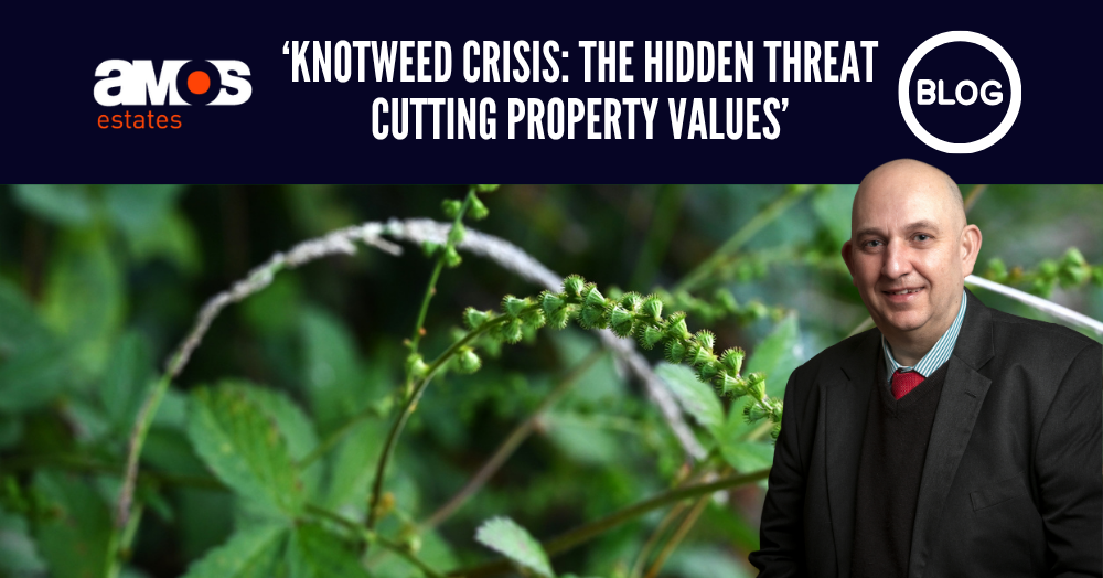Knotweed Crisis: The Hidden Threat Cutting Property Values