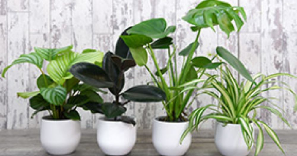 5 Houseplants With Health Benefits.