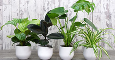 5 Houseplants With Health Benefits.