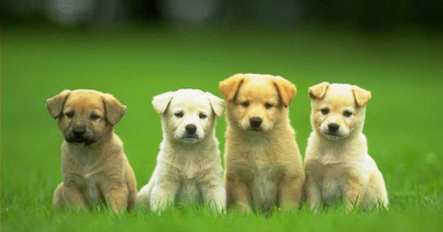 Landlords would consider raising rents for pet owners