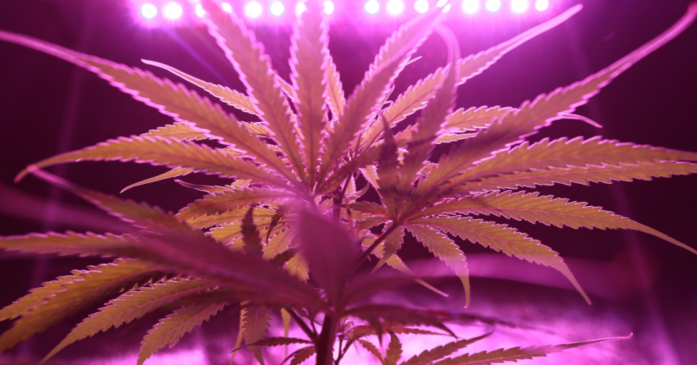 What Landlords Need to Know About Cannabis Factories