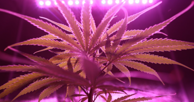 What Landlords Need to Know About Cannabis Factories