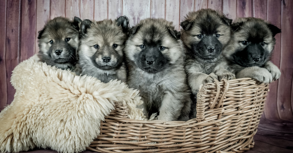 Fears for the Welfare of Pandemic Puppies