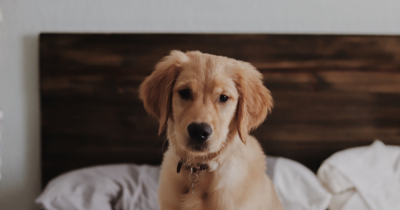 How to find the ideal pet-friendly property