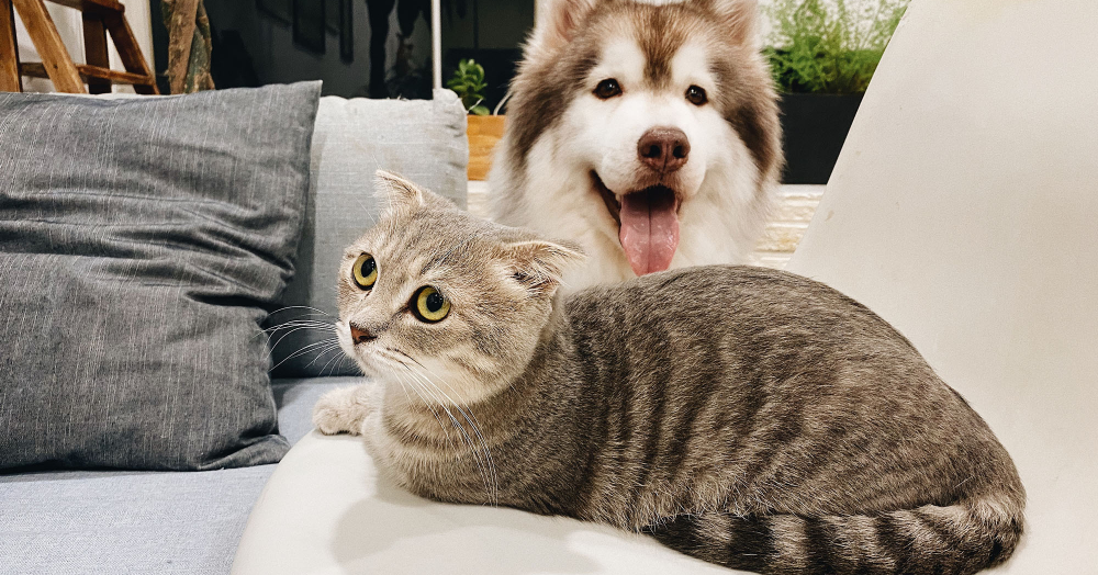 10 Things Landlords Should Know About Tenants and Pets