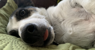 Top home security tips to keep your pets safe this winter