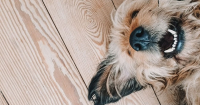 Landlords urged to allow tenants to have pets after government bill