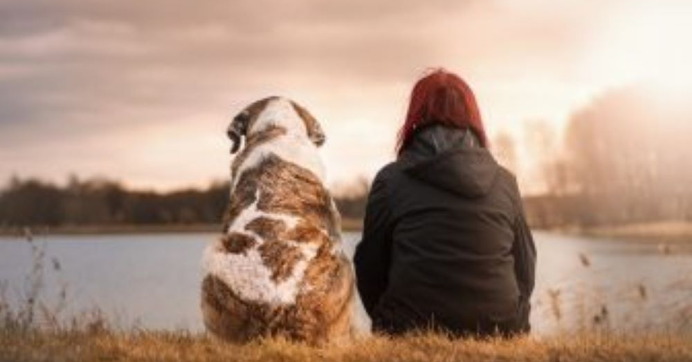 Government changes model tenancy agreement to help renters with pets