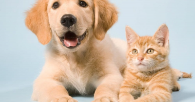 Landlords barred from automatically banning tenants having pets