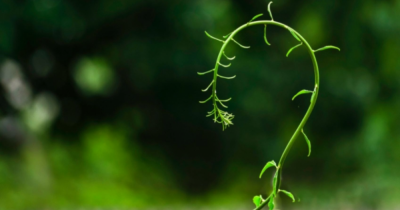 How much value could a garden add to your BTL?