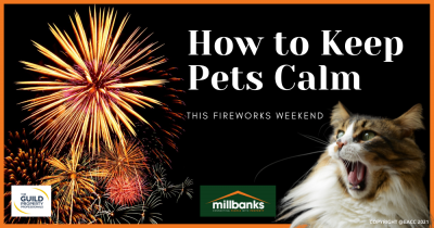 Seven Ways to Keep Your Pets Calm in During the Fireworks