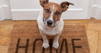 Paws For Thought: Dogs key for many buyers, says agency🐶